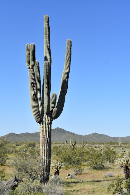 Free photo giant  sharp cactus in the park under the blue sky