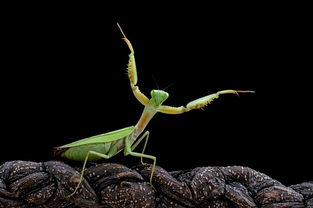 Giant Shield mantis closeup with self defense position on branch