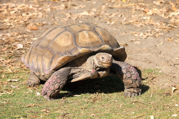 Гигантская черепаха идет по земле