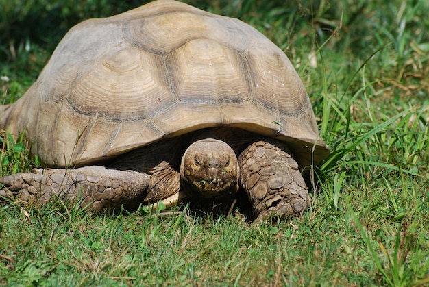 Giant Tortoise with a Hard Shell in the Wild