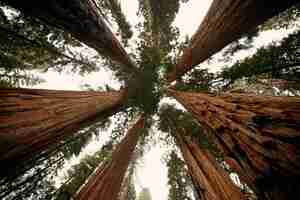 Бесплатное фото Крупный план гигантского дерева в национальном парке секвойя