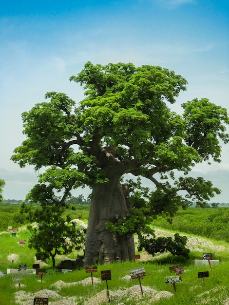 Гигантская дерево