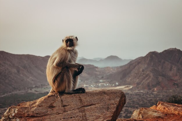 Gibbon monkey sitting on the rock and gazing with mountains in Pushkar, India