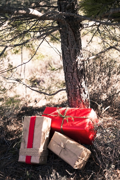 Free photo gift boxes under tree