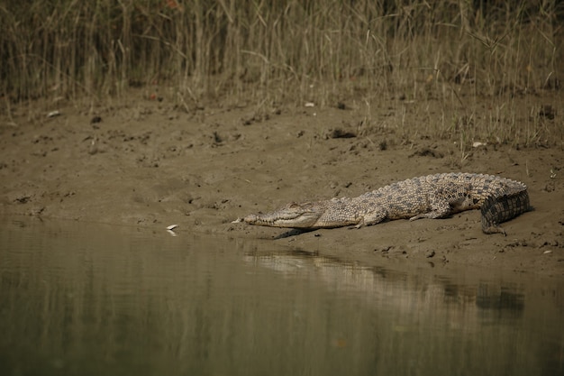 インドのスンダルバンスのマングローブで捕獲された巨大な塩水ワニ