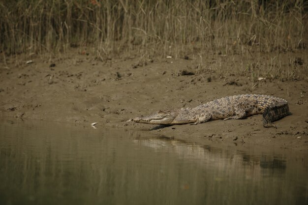 インドのスンダルバンスのマングローブで捕獲された巨大な塩水ワニ