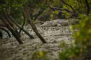 Free photo gigantic salted water crocodile caught in mangroves of sundarbans in india