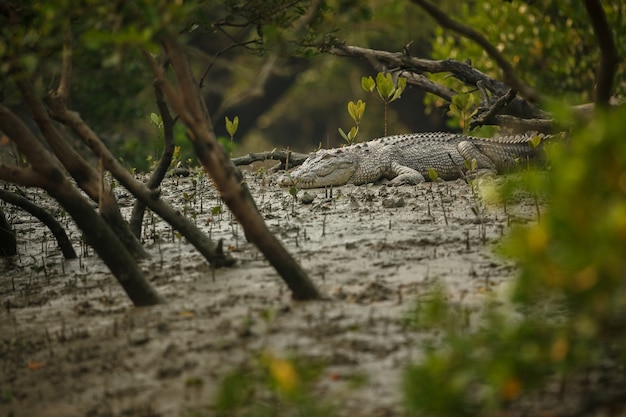 インドのスンダルバンスのマングローブで捕獲された巨大な塩水ワニ