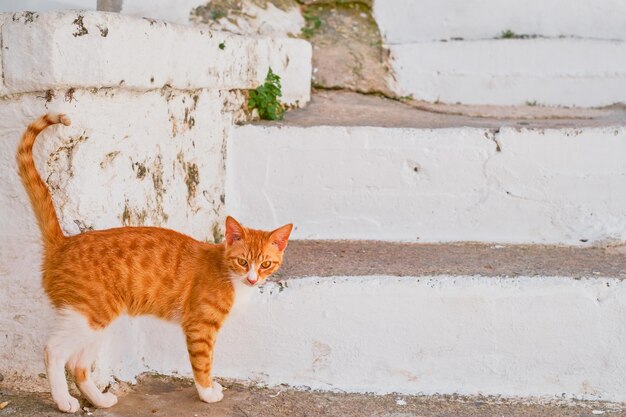 Ginger cat stands on the steps looks into the camera the streets of the city of Lindos the island of Rhodes the Greek islands of the Dodecanese archipelago Holidays and travel around the islands