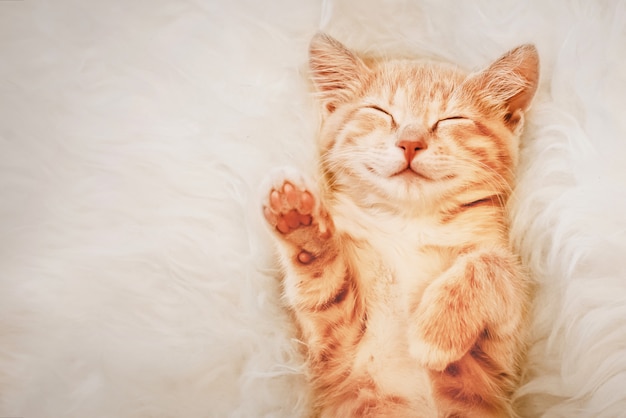 青い目をした猫 無料の写真 青い目をした猫 無料の写真