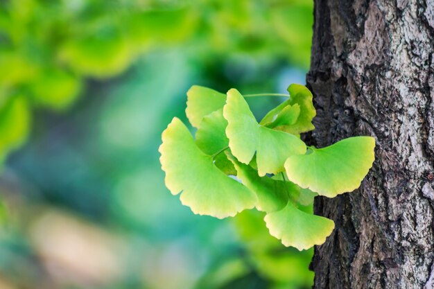 Ginkgo biloba leaves