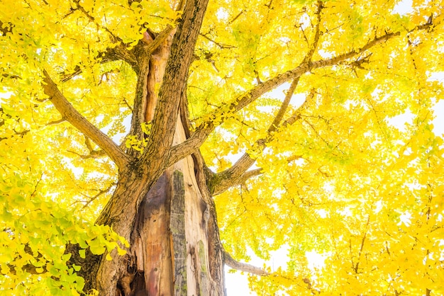 Бесплатное фото Гинкго дерево в японии