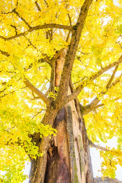 Foto gratuita albero di ginkgo in giappone