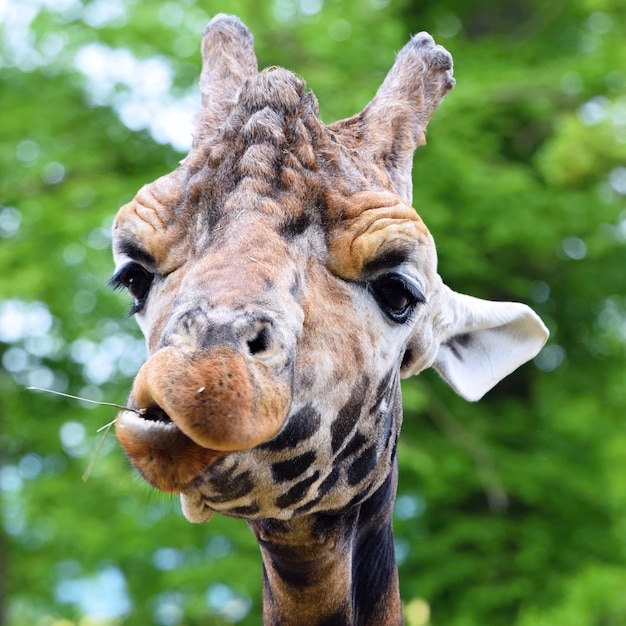 "Giraffe chewing plant"