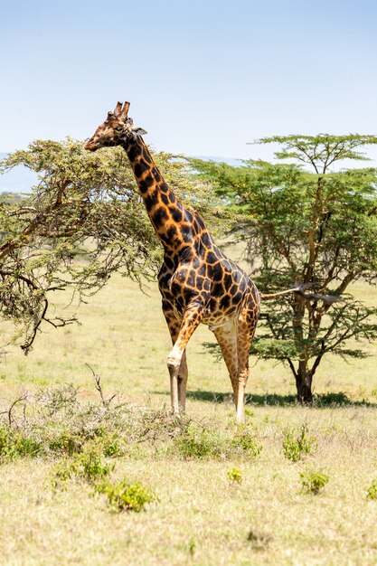 Giraffe on a of grass