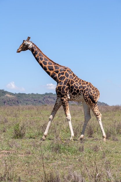 Giraffe on a of grass