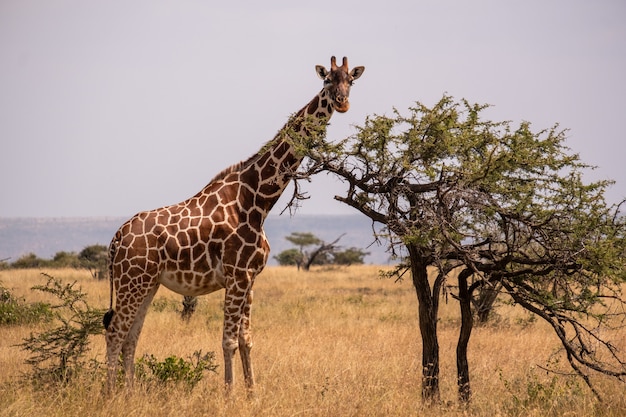 Жираф пасется у дерева посреди африканских джунглей в Самбуру, Кения
