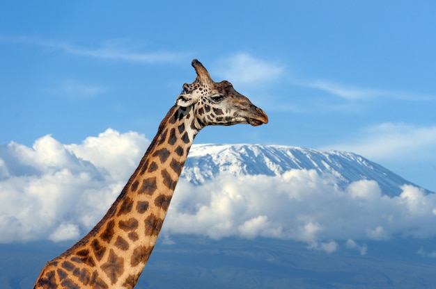 Foto gratuita giraffa sulla montagna del kilimanjaro nel parco nazionale del kenya