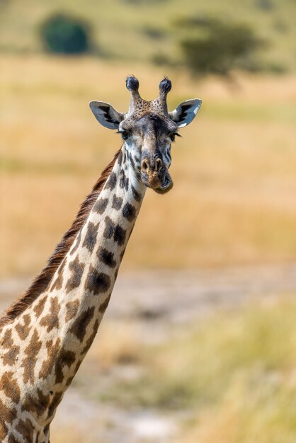 ケニア、アフリカの国立公園のキリン