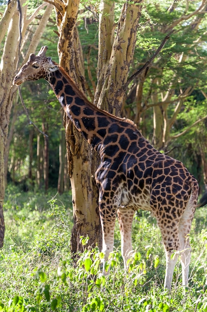 Giraffe in natural environment