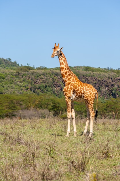 Foto gratuita giraffa in ambiente naturale