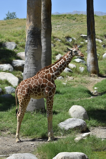 Free photo giraffe seen with full body and beautiful blue sky