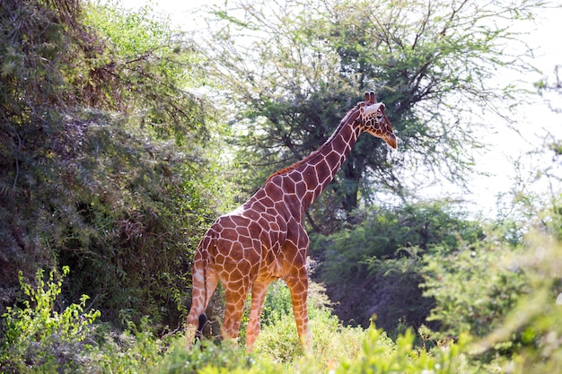 A giraffe stands between the acacia trees