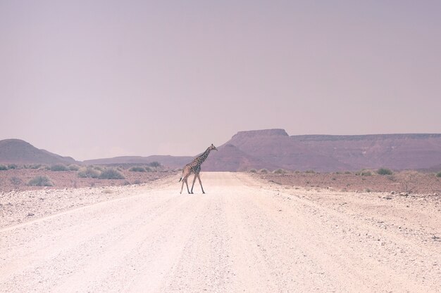 Giraffe walking on road