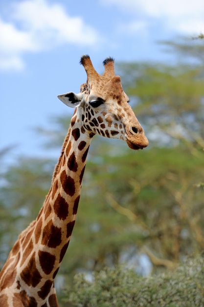Foto gratuita giraffa allo stato brado