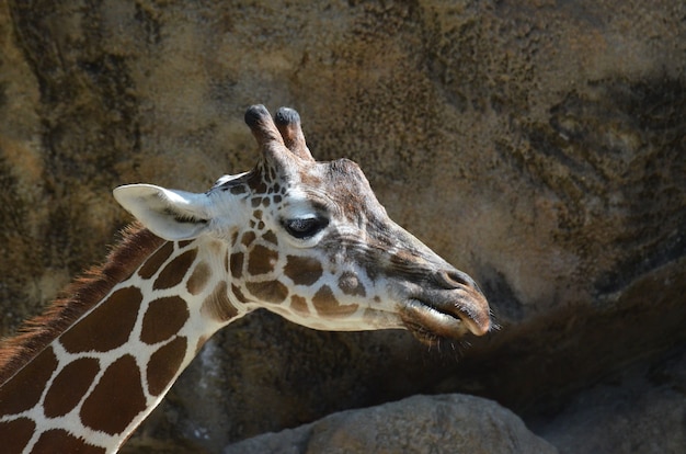 Giraffe with very funny looking faces.