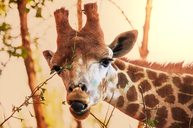 Free photo giraffe