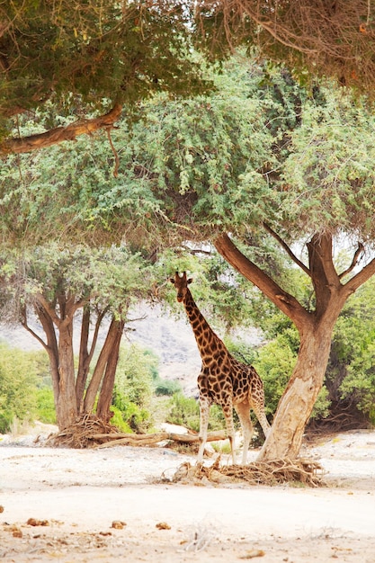 Free photo giraffe