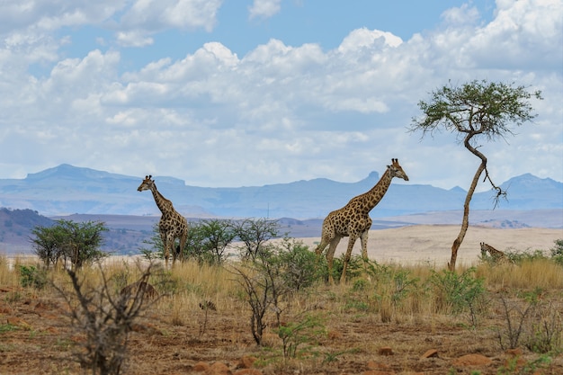 アフリカの風景の中のキリン