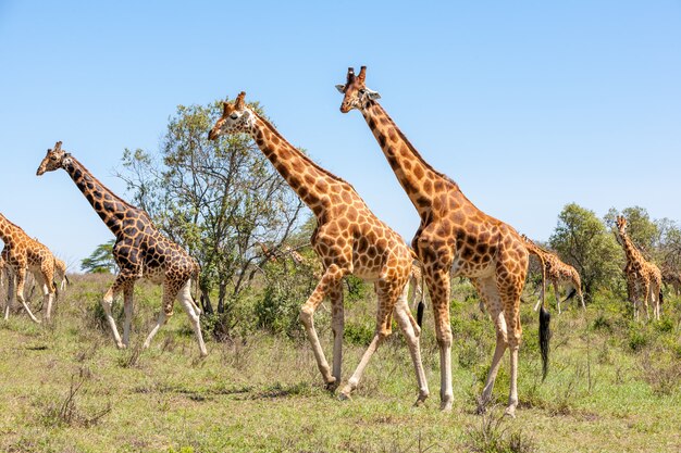 Giraffes herd in savannah