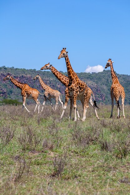 Стадо жирафов в саванне