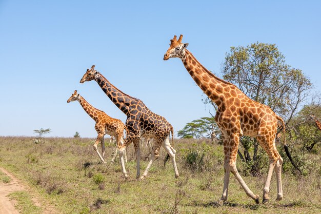 Giraffes herd in savannah