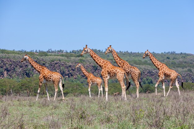 Free photo giraffes herd in savannah