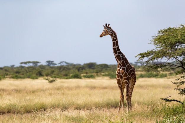 Giraffes in the savannah of kenya with many trees and bushes in the background Premium Photo