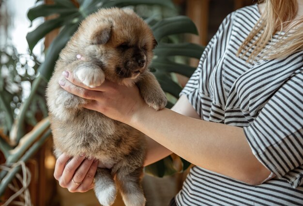 女の子は彼女の腕に小さなふわふわの新生児の子犬を持っています