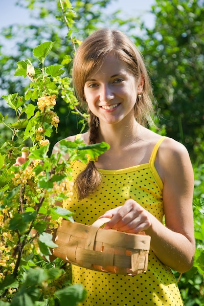 La ragazza sta raccogliendo il ribes bianco