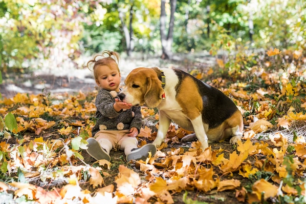 Девушка играет с Бигл Собака сидит в кленовых листьев в лесу