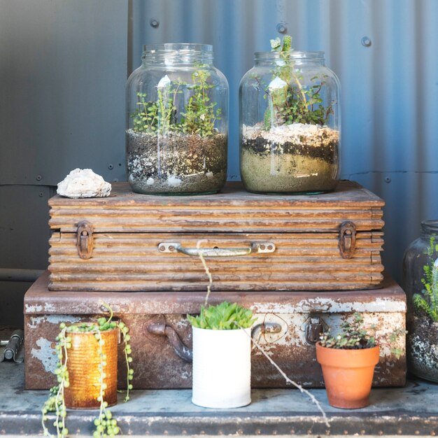 Glass vase with plants inside