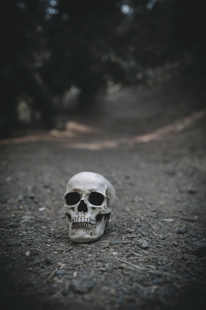 Gloomy cranium placed on soil 