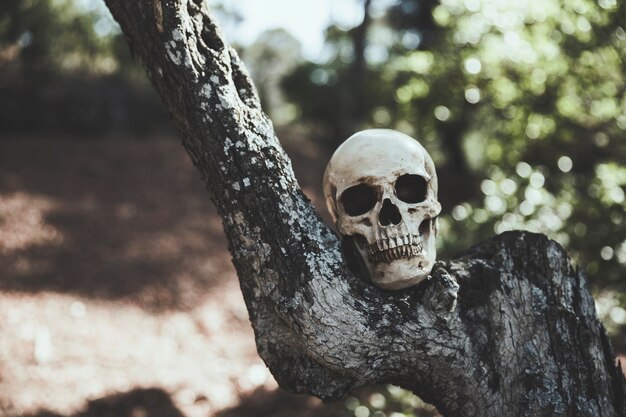 木の上に置かれた暗い頭蓋骨