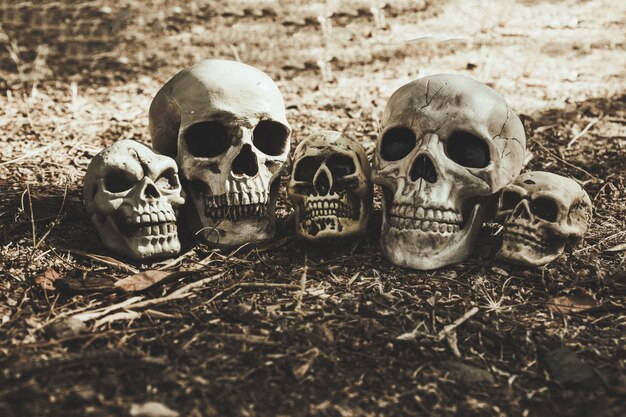 Gloomy skulls placed on ground