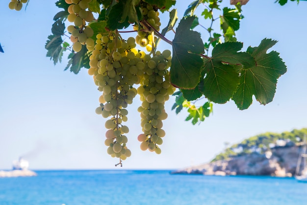 Glowing sunlit white wine grapes on blue sea and sky background