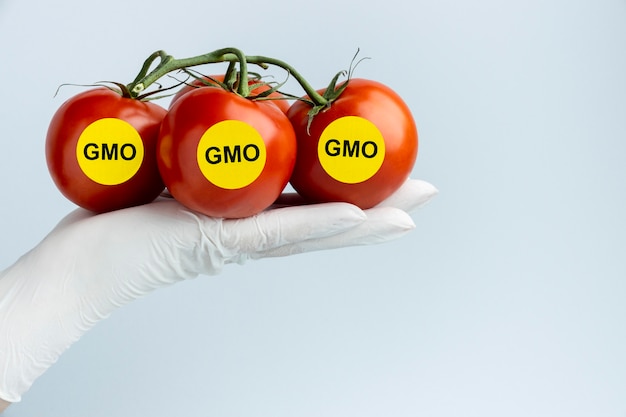 Gmo 수정 토마토 전면보기