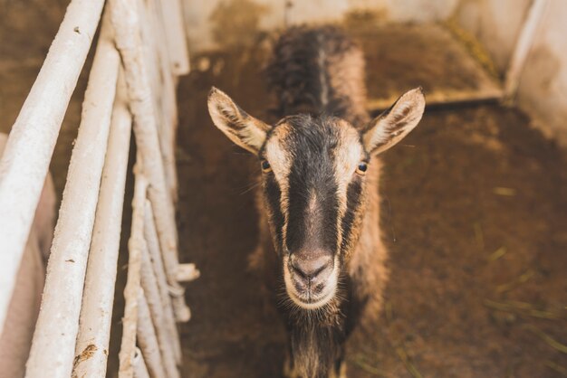 Goat in cage on farm