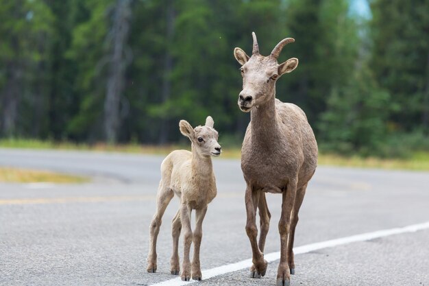 カナダのヤギ