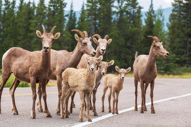 Foto gratuita capra in canada